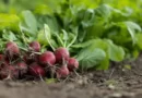 Guide plantation : Quand semer des radis ?